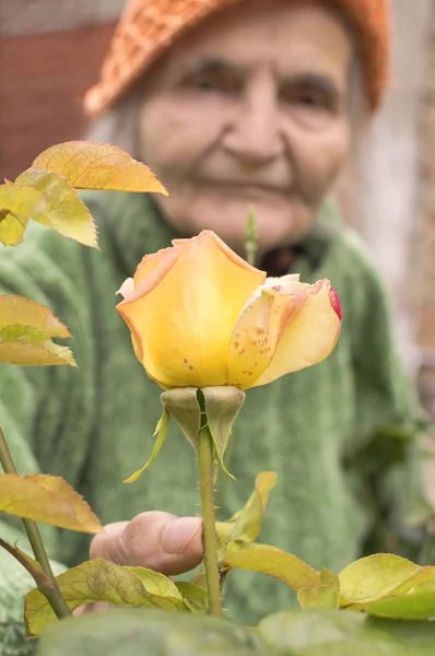 Donna anziana con rose da giardino . — Foto Stock