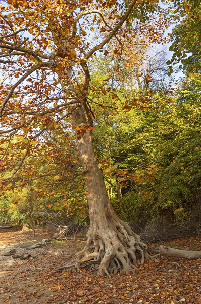 Belas árvores de outono . — Fotografia de Stock