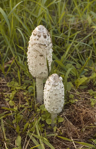 Due funghi selvatici — Foto Stock