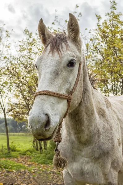 White horse — Stock Photo, Image