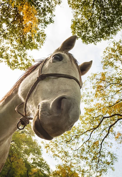 Young funny horse — Stock Photo, Image