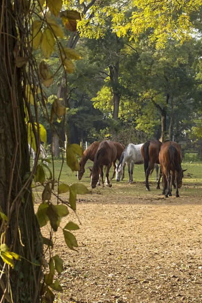 Horses in field — Stock Photo, Image