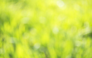 açık havada doğal bokeh arka planda sarı ve yeşil tonları.