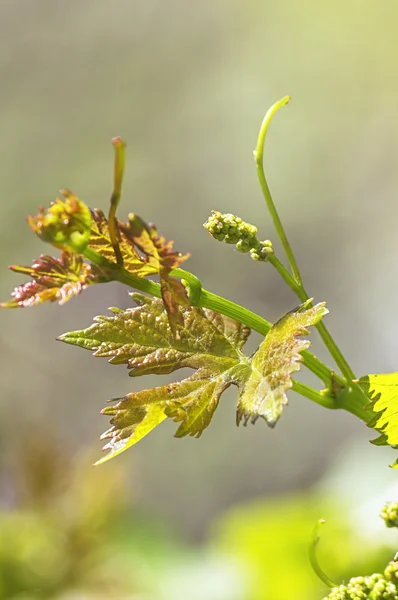 Spring buds sprouting on a grape vine in the vineyard. — Stock Photo, Image