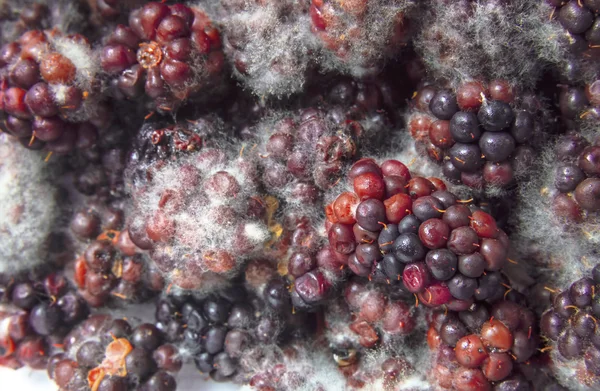 Moras mohosas cubiertas de hongos y pudrición — Foto de Stock