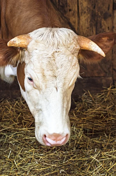 Vache dans une ferme — Photo