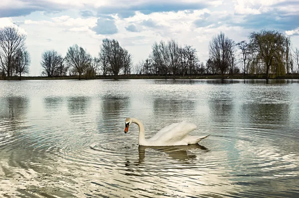 Лебедь на воде с отражением — стоковое фото