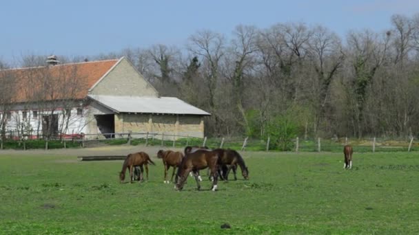 Pferde Essen Gras in einem Feld — Stockvideo