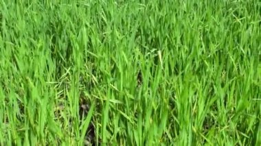 Tarım arazisi, yeşil buğday