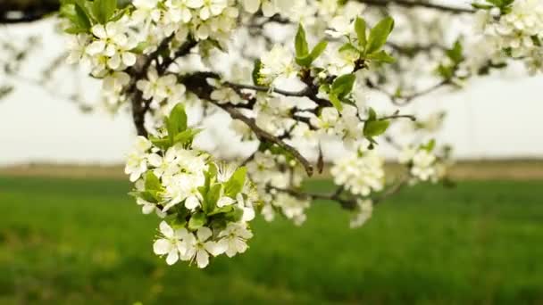 Fleurs de cerises — Video