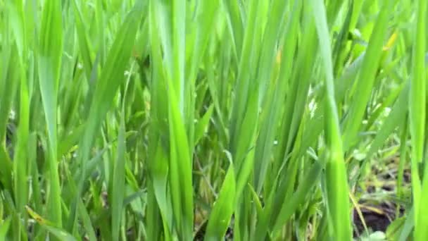 農地、緑の小麦 — ストック動画