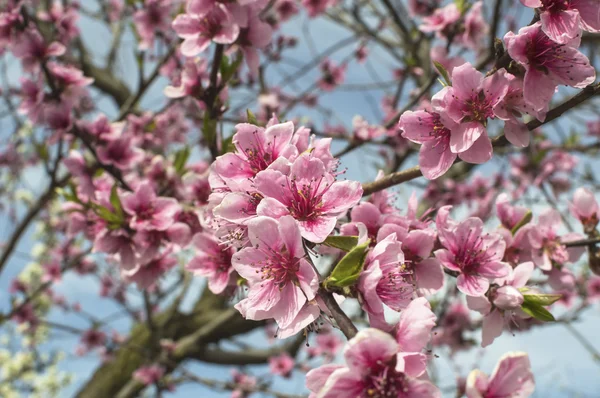 Vackra peach blossom — Stockfoto