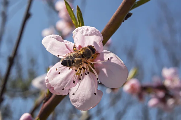 Honey bee på en peach blossom — Stockfoto