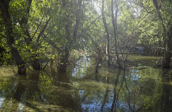 Inundación de primavera — Foto de Stock