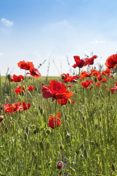 Campo de amapolas — Stockfoto