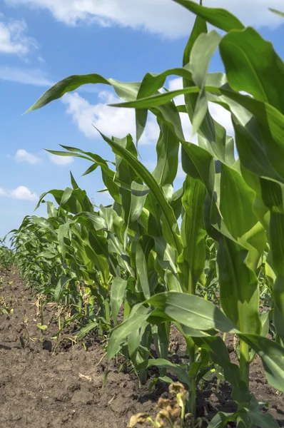 Grüner Mais in der Landwirtschaft. — Stockfoto