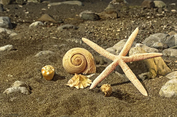 Starfish and sea shells on the beach. — Stock Photo, Image