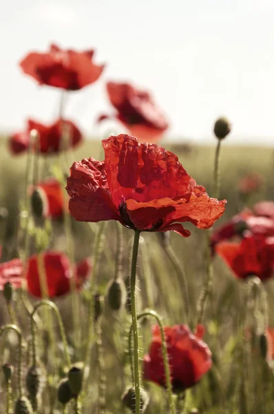 Kırmızı poppies alan — Stok fotoğraf