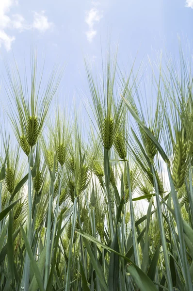 大麦の緑の耳 — ストック写真