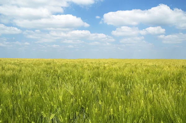 Jeunes grains d'orge verte poussant dans un champ. — Photo