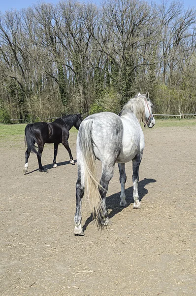 Pair of horses on the animal farm — Stock Photo, Image