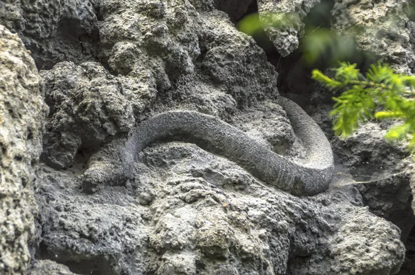 Praga, República Tcheca JUNHO 2015 Escultura de uma serpente na — Fotografia de Stock