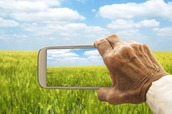 Old hand taking photography of green wheat field — ストック写真