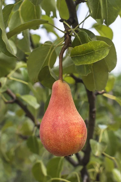 Tasty young pear hanging on tree. — Stock Photo, Image