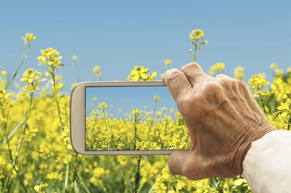 Oude hand nemen van fotografie van oliehoudende zaden koolzaad bloemen veld. Stockfoto