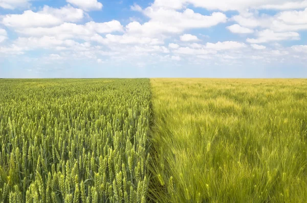 Campo de trigo y cebada con cielo despejado y nubes . — Foto de Stock