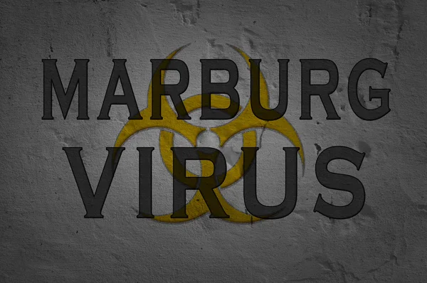 Word Marburg virüsü — Stok fotoğraf