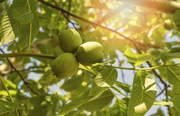 Green walnut growing on a tree, summer season. — Stock Photo, Image
