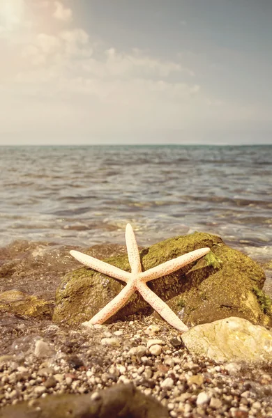 Starfish on the beach — Stock Photo, Image