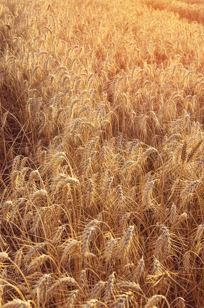 Golden wheat ears in agricultural field in sunset. — Stock Photo, Image