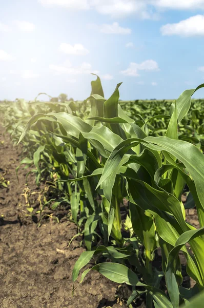 Maíz verde joven en campo agrícola . — Foto de Stock