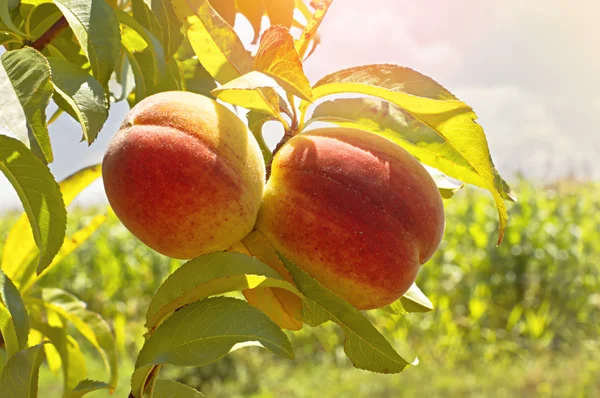 Спелые персики на дереве — стоковое фото