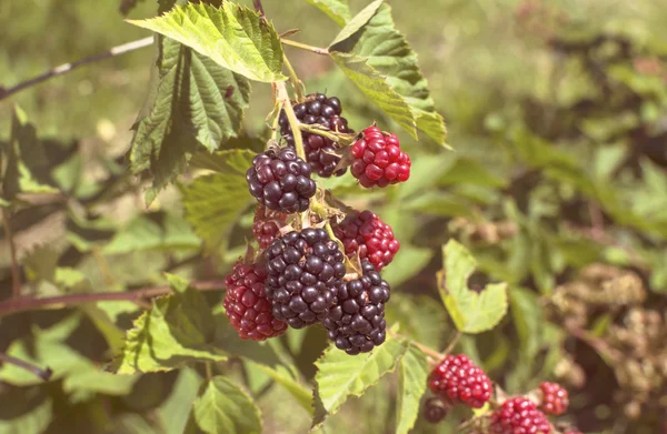Fresh blackberries in a garden — Stock Photo, Image