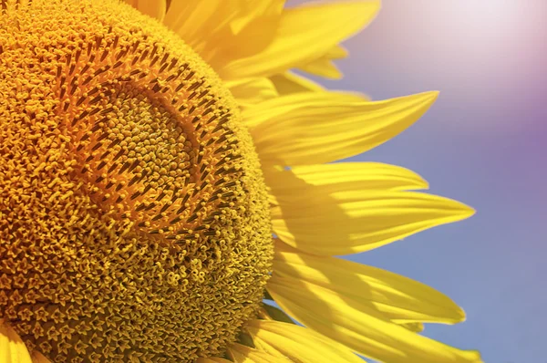 Närbild på sunflower under blå himmel — Stockfoto