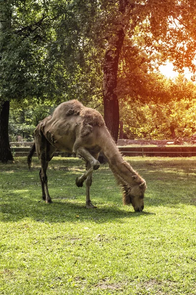 Camel — Stock Photo, Image