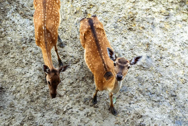 Deers Stock Image