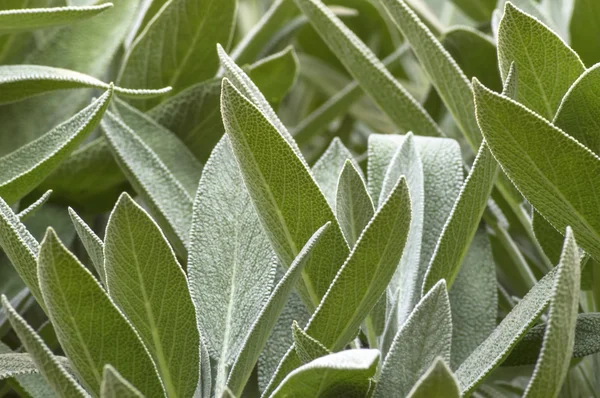 Groene salie plant, (salvia officinalis) in in moestuin. — Stockfoto