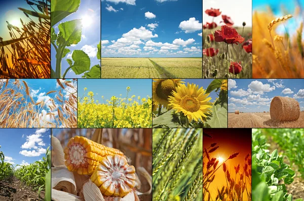 Agricultural collage Royalty Free Stock Photos