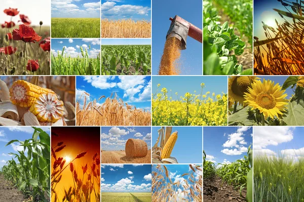 Colagem agrícola — Fotografia de Stock