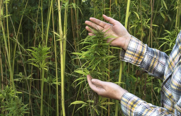 工业大麻领域. — 图库照片