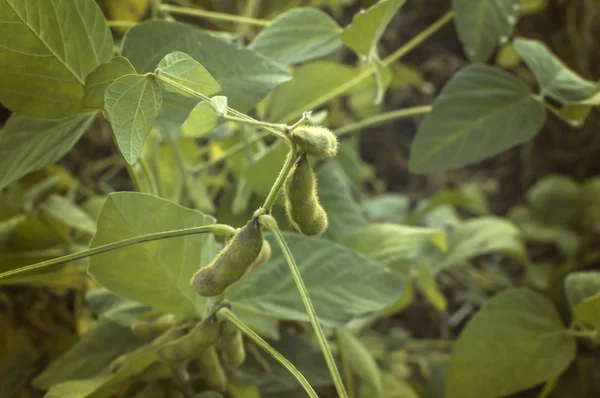 大豆作物领域 — 图库照片