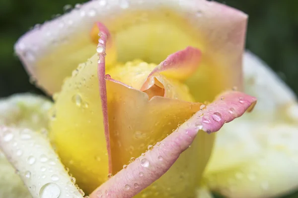 Flor de rosa recién amarilla con gotas de lluvia . —  Fotos de Stock