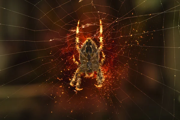 Spin op spinnenweb — Stockfoto