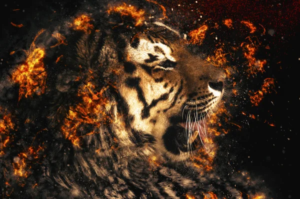 Hermoso tigre asiático — Foto de Stock