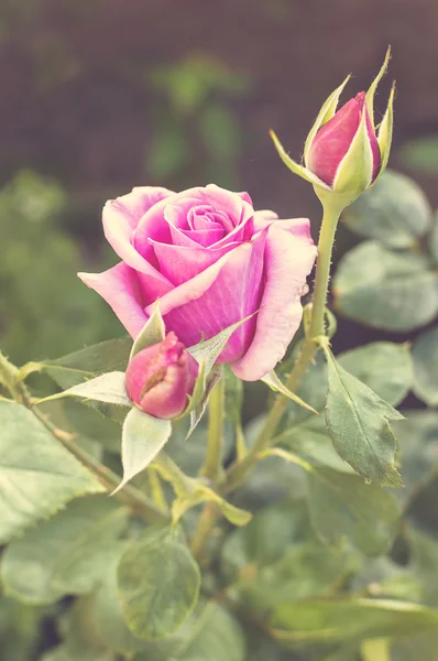 美丽的粉红色玫瑰在花园里 — 图库照片