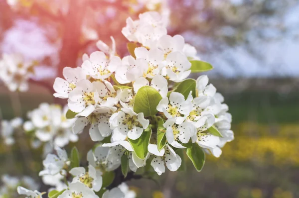 Blommande körsbärsträd blommor. — Stockfoto